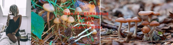 spice Пересвет